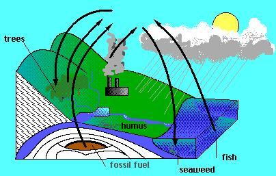 the carbon cycle